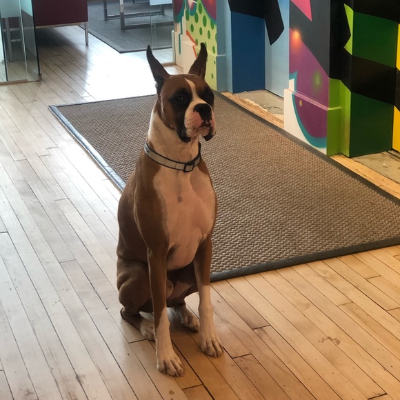 Meet your Posher, Isiah - Picture 1 of 1